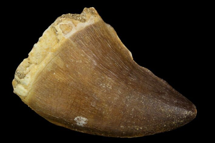 Mosasaur (Prognathodon) Tooth - Morocco #118911